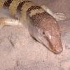 Sandfish Photo