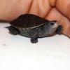 Diamondback Terrapin Photo