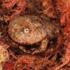 Budget Frogs Photo