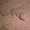 Elegant Gecko Photo