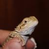 Bearded Dragon Photo