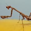 Peacock Mantis Photo