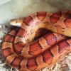 Corn Snake Photo