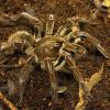 Burgundy Goliath Birdeater Photo