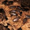 Lobster Roaches Photo