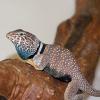 Eastern Collared Lizard Photo