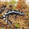 Marbled Salamander Photo