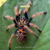 Tarantula Wall Calendar Photo
