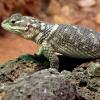 Fence Lizards Photo