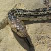 Gopher Snake Photo