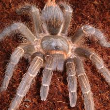 Stripe-Knee Tarantula or Zebra-Leg Tarantula