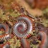 Vietnam Rainbow Millipede Photo