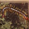 Vietnam Giant Centipede Photo
