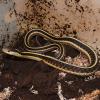 Northern Garter Snake Photo