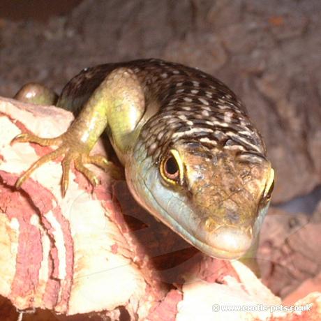 Olive Tree Skink resting.
