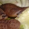 African Velvet Slugs Photo