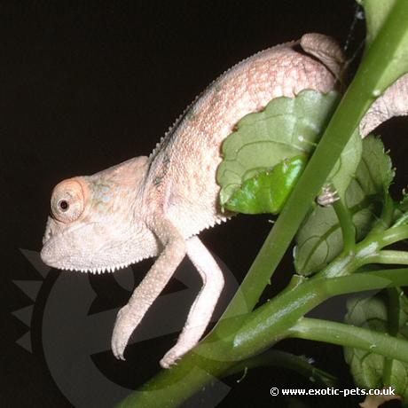 Baby Nosey Be Blue Panther Chamelen