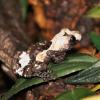 Pied Warty Frog Photo