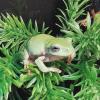 Whites Tree Frog Photo