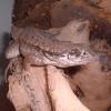 Curly Tail Lizard Photo