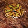 Argentinian Horned Frog Photo