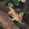 Golden Tree Frog Photo
