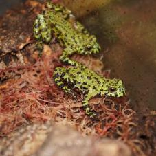 Fire Bellied Toad