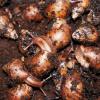 African Land Snails Photo