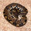 Royal Python or Ball Python Photo