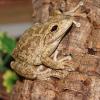 Cuban Tree Frog Photo