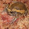 Chubby Frog Photo