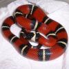 Nelsons Milk Snake Photo