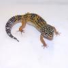 Leopard Gecko Photo