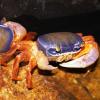 Rainbow Land Crab Photo