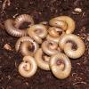 Florida Grey Millipedes Photo