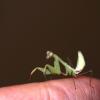 Lime Green Mantis Photo