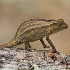 Bearded Pygmy Chameleon