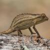 Bearded Pygmy Chameleon Photo