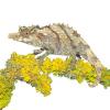 Nguru Pygmy Chameleon Photo