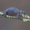 Rosette Nosed Pygmy Chameleon Photo