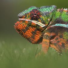 Panther Chameleon