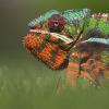 Panther Chameleon Photo
