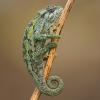 Ruwenzori Side Striped Chameleon Photo