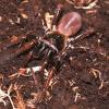 Orange Legged Trapdoor Spider Photo