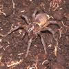 Brown Trapdoor Spider Photo