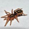 Pumpkin Patch Tarantula Photo