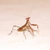 Griffin Mantis Photo