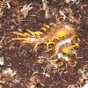 Tanzanian Yellow Legged Centipede Photo