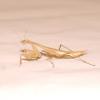 Egyptian Praying Mantis Photo