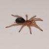 Chaco Golden Knee Tarantula Photo